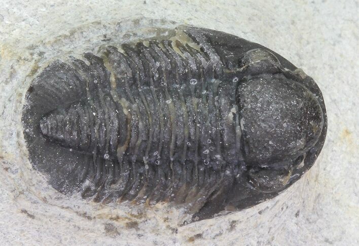 Bargain, Gerastos Trilobite Fossil - Morocco #68642